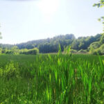 Najlepsze leśne miejsca na spacery